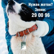 Жетоны для собак с телефоном хозяина